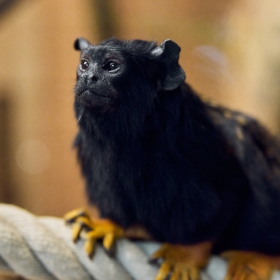 Tamarin aux mains rousses - De Zonnegloed - Refuge pour animaux